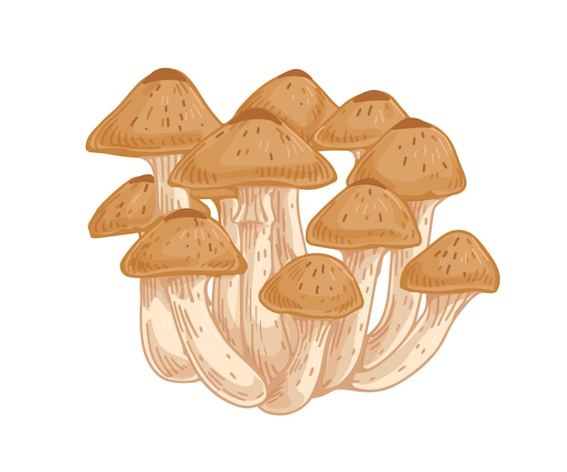 Armillaria, honey fungus or mushroom. Bunch or clump of organic forest fungi. Natural raw food. Colored hand-drawn vector illustration isolated on white background.