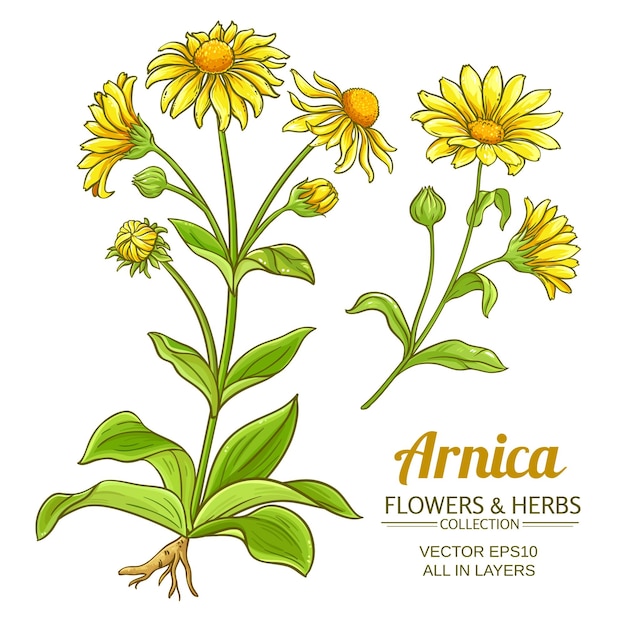 Arnica vector set