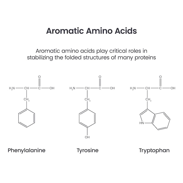 Vector aromatic amino acids biochemistry science vector infographic