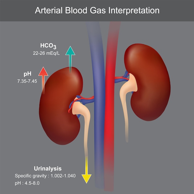 Arterial Blood Gas Interpretation. Illustration showing Artery, Vein and Kidneys  for the medical learning about levels acid or base in human blood.