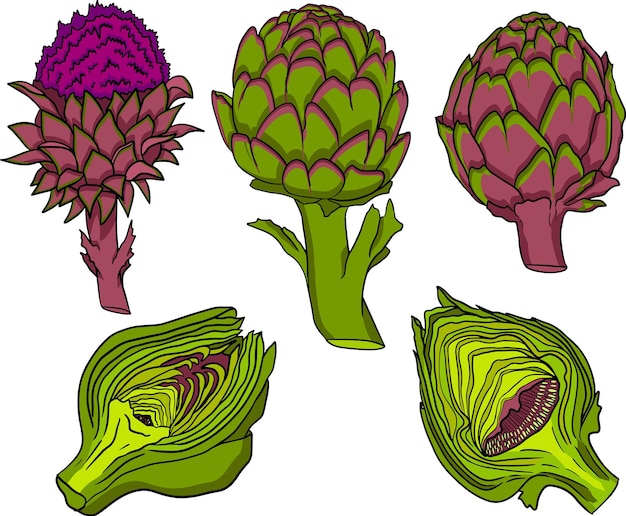 Artichoke bud Healthy fresh farm vegetables