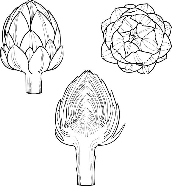 Artichoke Engraving sketch style hand drawn vector illustration Organic vegetarian product