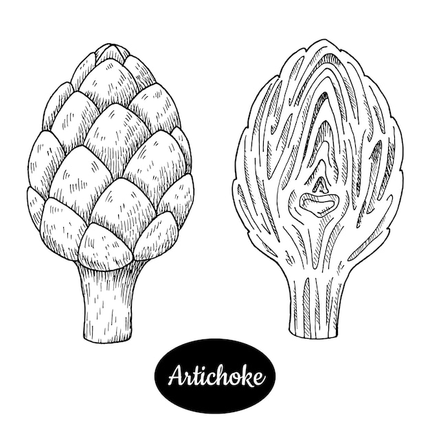 Artichoke hand drawn.