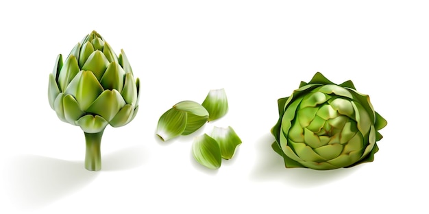 artichoke realistic 3d vector set. Shiny, glossy artichokes side view Cutted artichoke leafs petals.