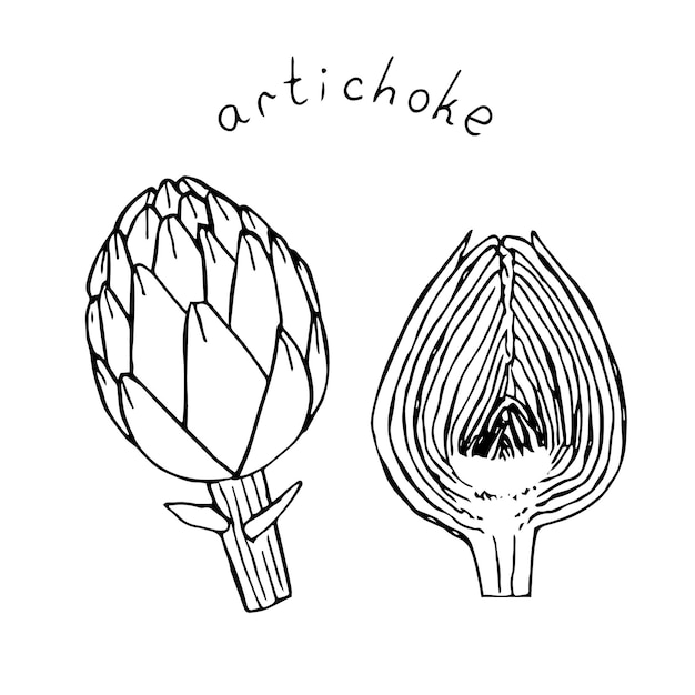 Artichoke vector illustration hand drawing sketch