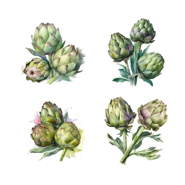 Artichokes watercolor paint