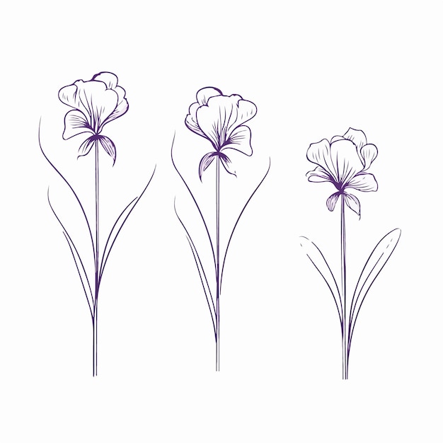 Vector artistic interpretation of an iris with delicate linework