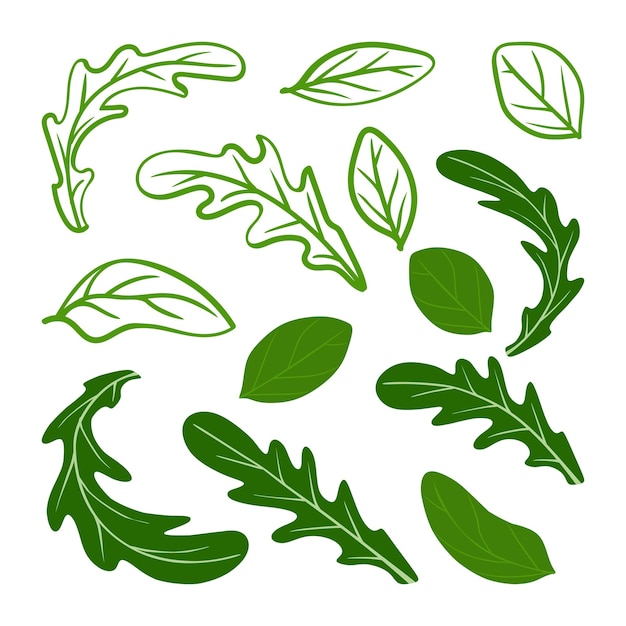 Arugula and basil leaves set Vector illustration A concept for stickers posters postcards websites