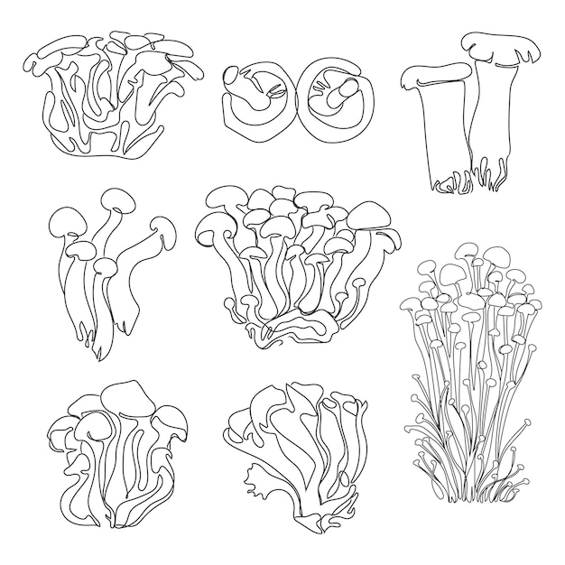 Asian mushrooms sketch liner set,vector illustration.Edible Japanese mushrooms hand drawn.Food