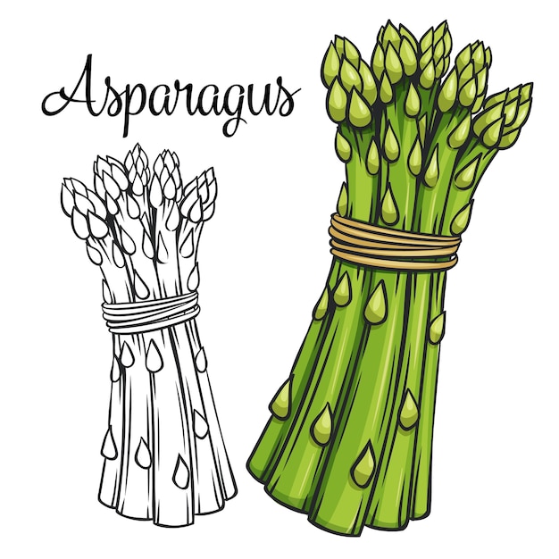 Asparagus drawing icon