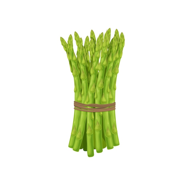 Asparagus Image of asparagus twigs Fresh vitamin vegetables Vegetarian organic product Fresh asparagus Vector illustration isolated on a white background