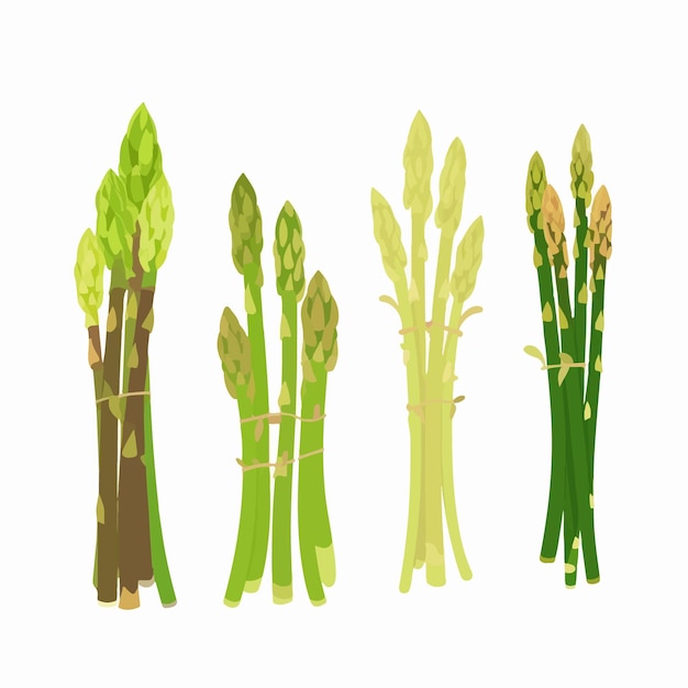 Asparagus vector illustration in 3D style