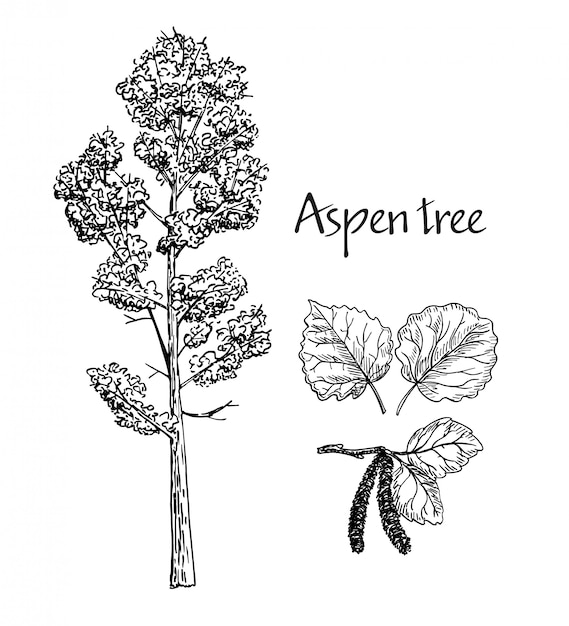 Aspen hand drawn sketch.  sketch of deciduous tree. Leaves of aspen, flowering aspen.