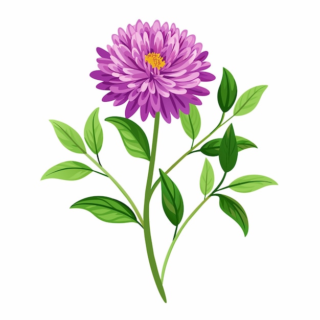 Vector aster flower isolated on white background