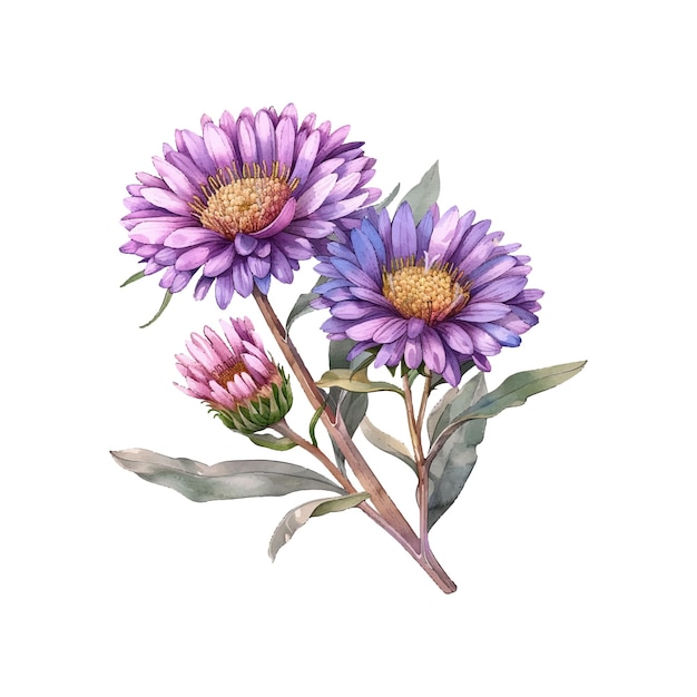 Vector aster flowers vector illustration in watercolor style