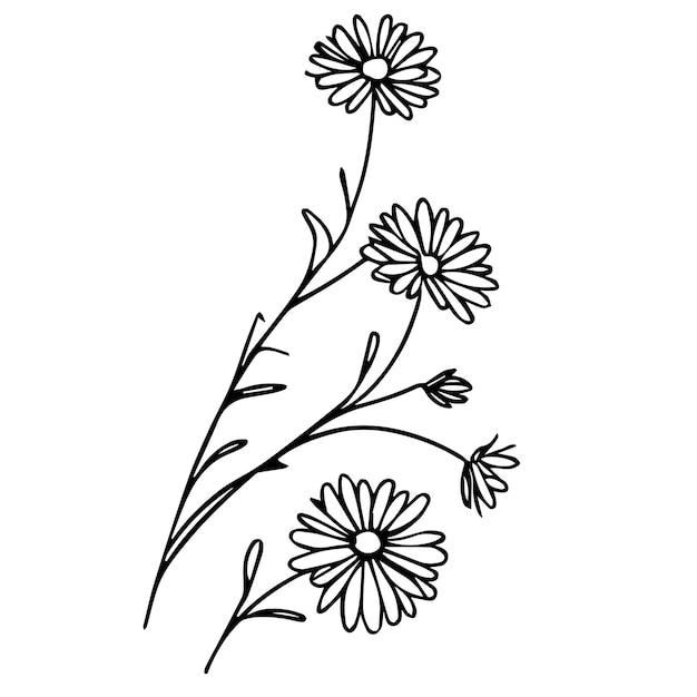 aster wall art aster flower drawing tattoo drawing aster September flower tattoo aster line art