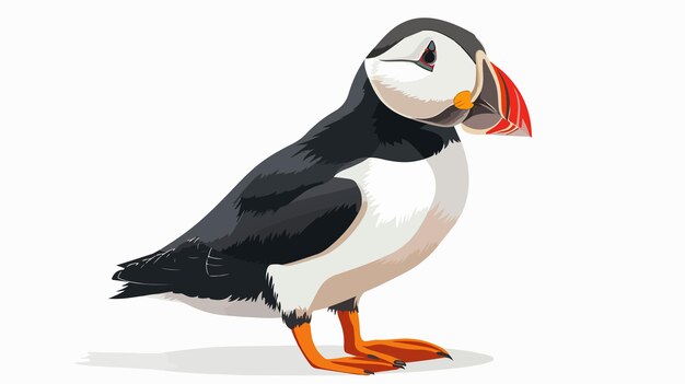 Vector atlantic puffin bird vector illustration on white background