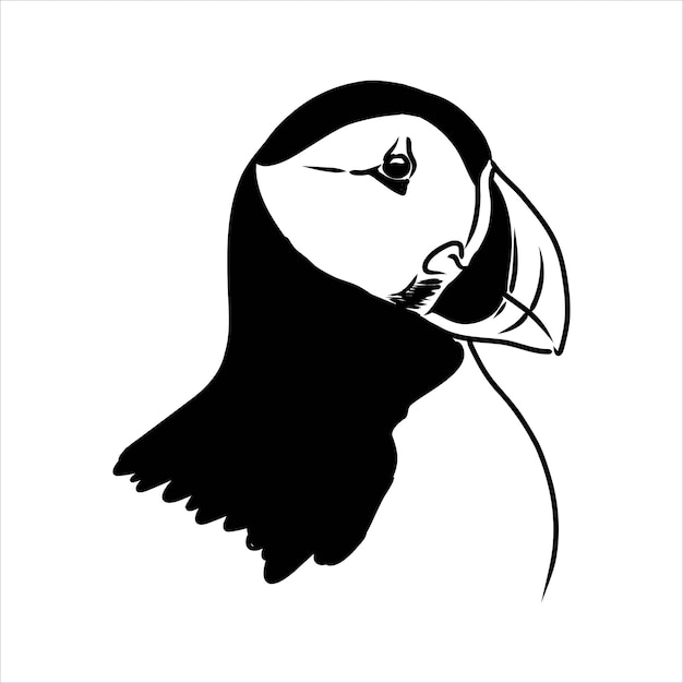 Atlantic puffin or common puffin illustration drawing engraving ink line art vector