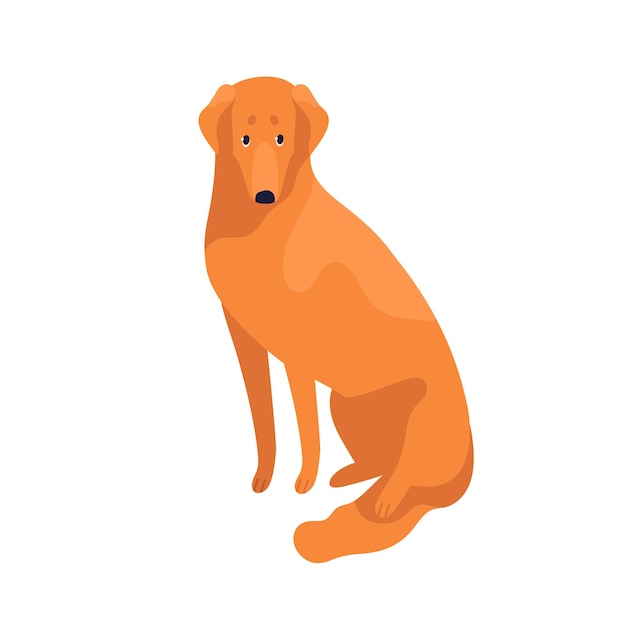 Attractive clever golden retriever dog breed vector flat illustration. Cute domestic animal sitting isolated on white background. Cheerful obedient thoroughbred pet.