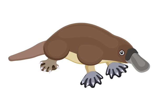 Vector australian brown duckbill cartoon cute animal wildlife exotic platypus swimming zoo mammal tasmania zoology symbol funny design isolated on white background vector illustration