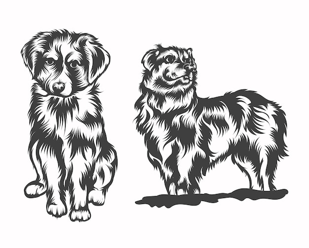 Australian Shepherd Dog Face Black and White Vector