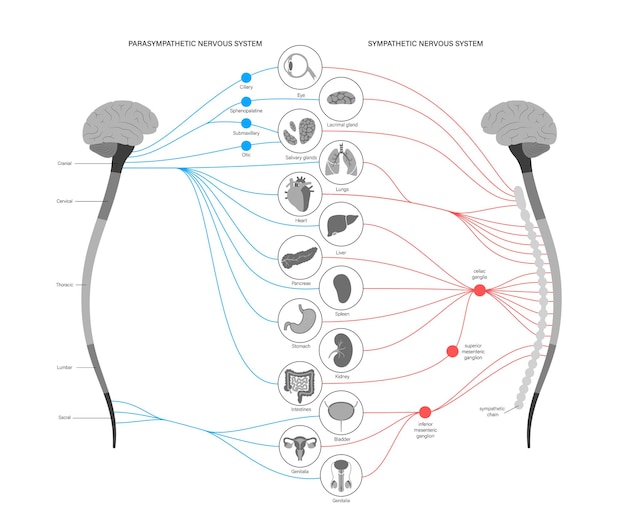 Autonomic nervous system