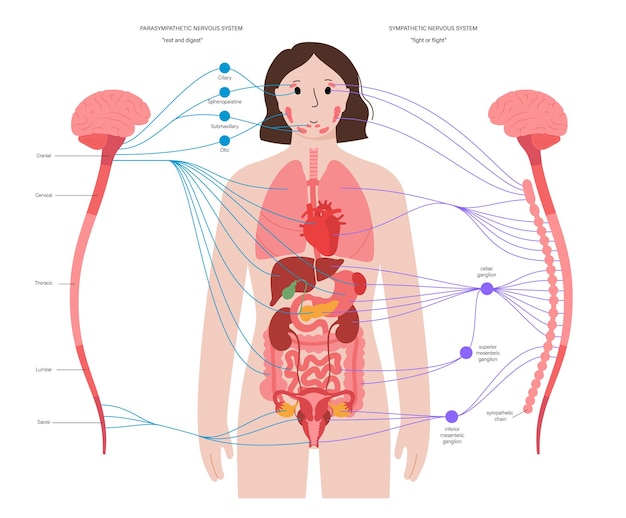 Autonomic nervous system