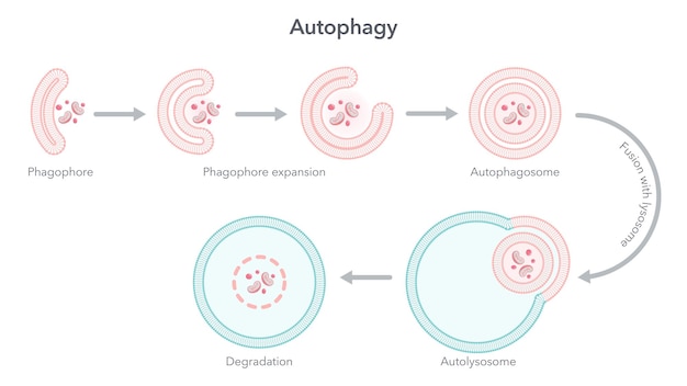 Autophagy degradation of the cell science vector illustration diagram