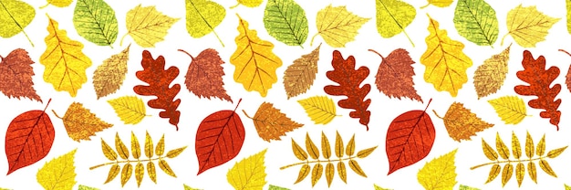 Autumn background of leaves, vector design, banner