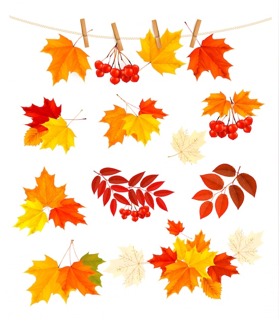 Autumn background with colorful leaves.