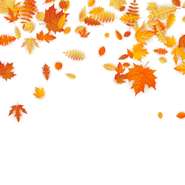 Autumn background with golden maple, oak and others leaves. 