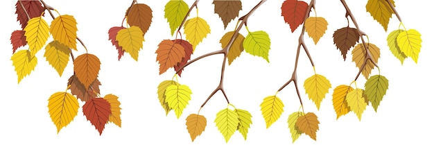 Autumn birch branch on a white background