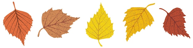 Autumn birch leaves on a white background