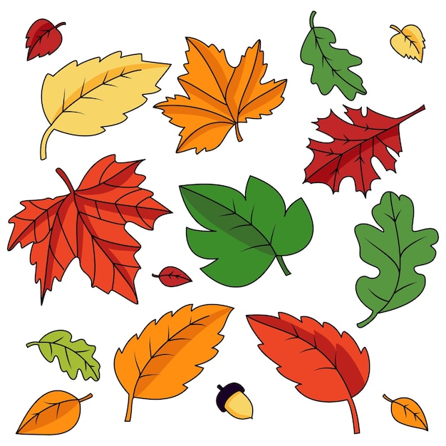 Vector autumn colorful leaves collections fall season leafs