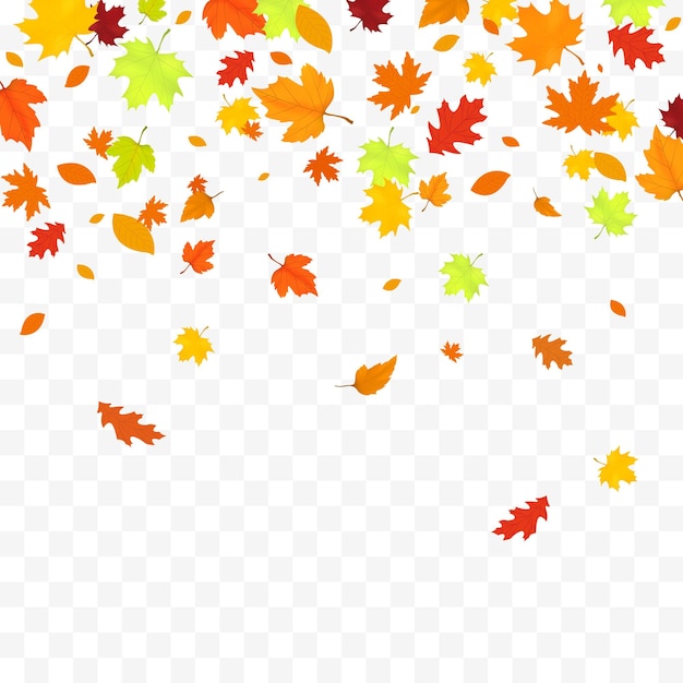 Autumn falling leaves isolated on white background autumn background with golden maple and oak leaves