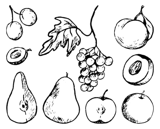 Autumn fruits doodles set. Simple vector hand drawn illustrations. Collection of contour drawings isolated on white background. Monochrome ink sketches for design