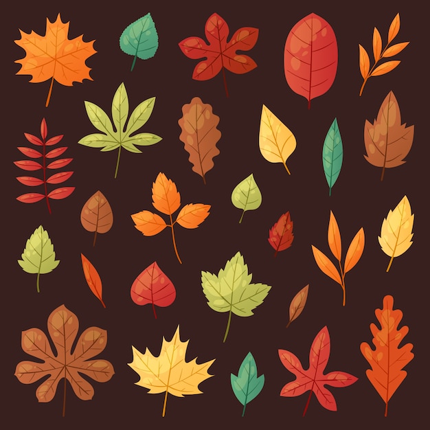 Autumn leaf autumnal leaves falling from fallen trees leafed oak and leafy maple or leafing foliage illustration fall of leafage set with leafage isolated on background