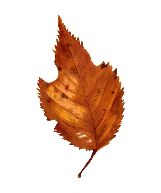 Autumn leaf Dry imperfect natural leaf Realistic element for decoration of seasonal festive