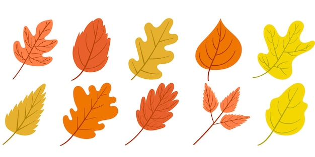 Autumn Leaf Illustration Collection