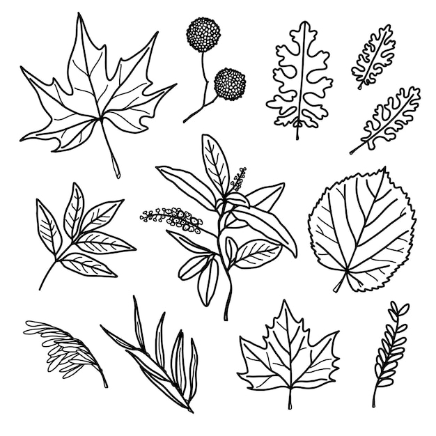 Autumn leaf set sycamore linden ash maple and other twigs Leaves for patterns stickers prints decor