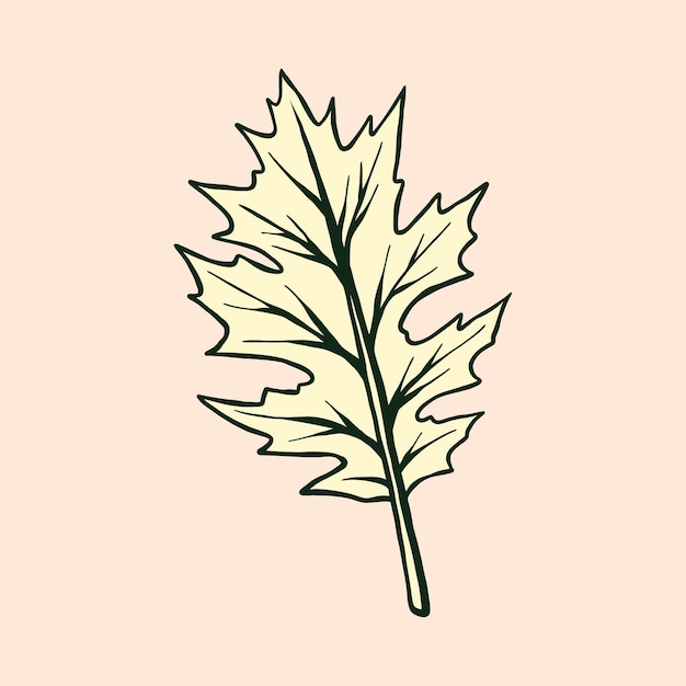 Vector autumn leaf vector illustration