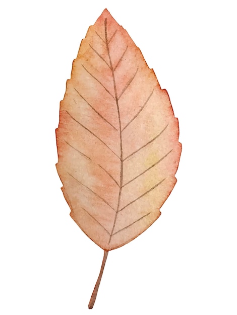 Autumn leaf watercolor vector botanical illustration