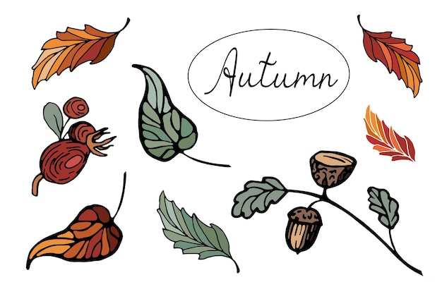 Autumn leaves, acorn on a twig, rose hips. Graphic set of autumn sketch elements for design.