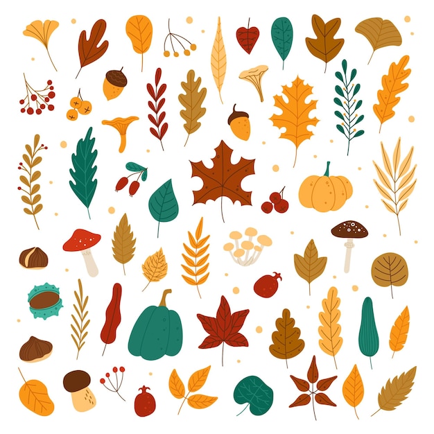 Autumn Leaves acorns chestnuts berries pumpkins mushrooms Fall forest foliage and autumnal elements