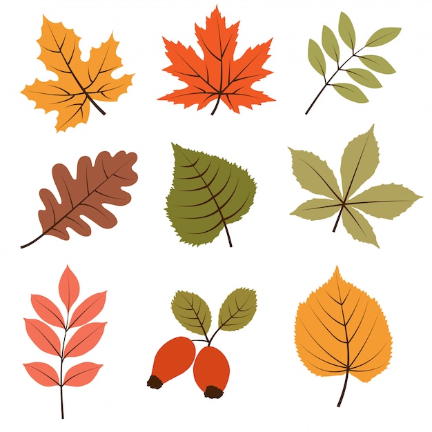 Autumn leaves collection isolated on white background