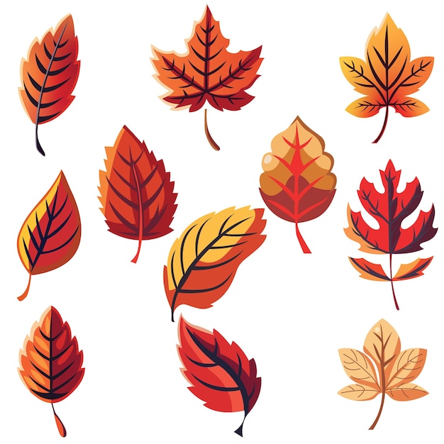 Autumn leaves collection on a white background