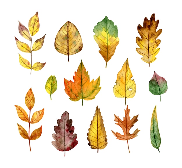 autumn leaves collection