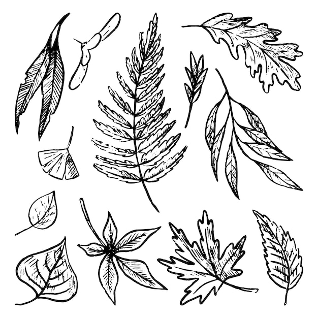 Vector autumn leaves doodles set. simple vector hand drawn illustrations. collection of realistic foliage drawings isolated on white. black contour sketches for design.