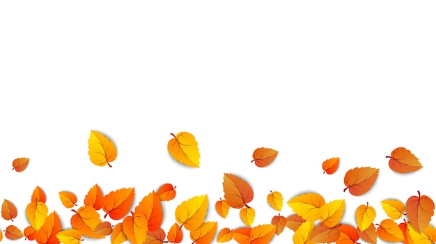 Autumn leaves horizontal fall banner isolated on white background template with golden leaf Vector