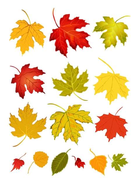 Autumn leaves illustration